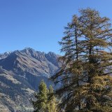 Arbre majestueux du Val de Bagnes